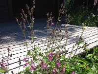 IMG 2418  around deck