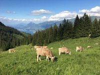 DERY0107  and playing with cows