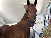 IMG 8707  the horse in question