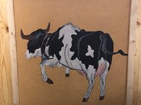 IMG 8739  gamboling cow