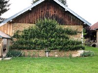 IMG 8754  the pear tree on the back of the garage