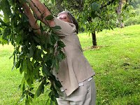 IMG 8755  Domi going for cherries