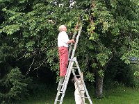 IMG 8759  getting the higher fruits