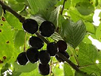 IMG 8763  dark fruit