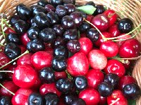 IMG 8766  several different varieties