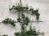 IMG 8768  a pear in training