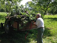 IMG 2453  loading up cut branches