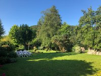 IMG 8775  early morning in the garden