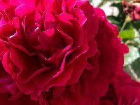 IMG 8789  for the dining table