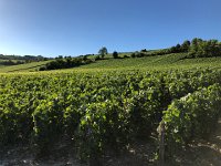 IMG 8845  up the hillside