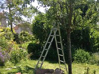 IMG 2533  some tree-trimming back at the house