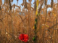 IMG 8861  poppy in the wheat