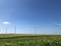 IMG 8887  over potatoes