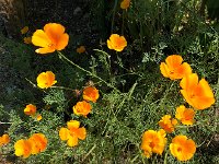 IMG 8894  California poppy