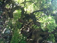 IMG 2578  from beneath the pagoda tree