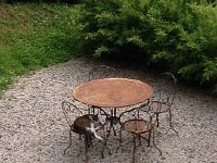 IMG 2329  snoozing feline