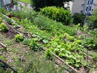 IMG 2335  16 June State-of-the-garden