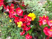 IMG 2337  flowers at H de C