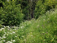 IMG 2339  into the forest at Crêt d&#39;y Bau