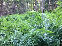 IMG 2340  wet weather brings out ferns