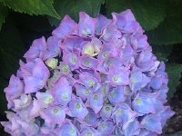 IMG 2424  Hydrageas