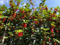 IMG 8606  currants