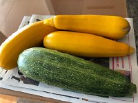 IMG 8608  squash production