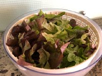 IMG 8609  lettuce production