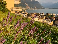 IMG 8612  lavender on the property