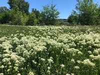 IMG 8078  wildflowers