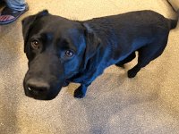 IMG 8089  another in a long line of black labs, this one named GEyser