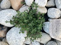 IMG 8101  green amidst the river rock