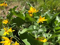 IMG 8120  Mule&#39;s Ear
