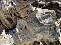 IMG 8122  been a tough life