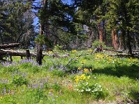 IMG 2122  ground cover