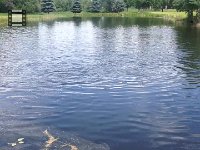 IMG 2145  feeding fish that die of old age