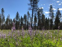 IMG 8380  post-burn flowers