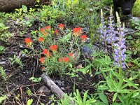 IMG 8386  Paintbrush