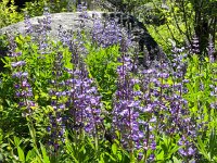 IMG 8388  lupines