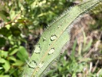 IMG 8396  beading up