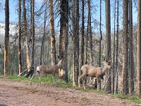 IMG 8426  deer in the burn