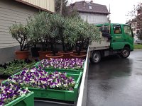 IMG 0621  12 March - rainy and cold but with signs of spring