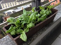 IMG 0644  16 March - Spinach looking good