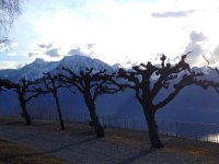 IMG 0700  pollarded trees at Caux
