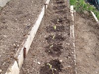 IMG 0810  26 March first transplants in the garden