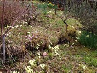 IMG 0818  flowers next to the vineyard steps