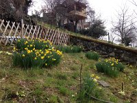 IMG 0822  daffodils as I haul a gigot up the hill