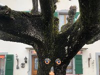 IMG 6494  tree in courtyard