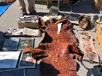 IMG 6776  Doesn&#39;t everyone need a crocodile skin for their home?