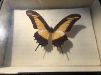 IMG 6782  This is a beauty and the case was in perfect condition. Belongs in a museum